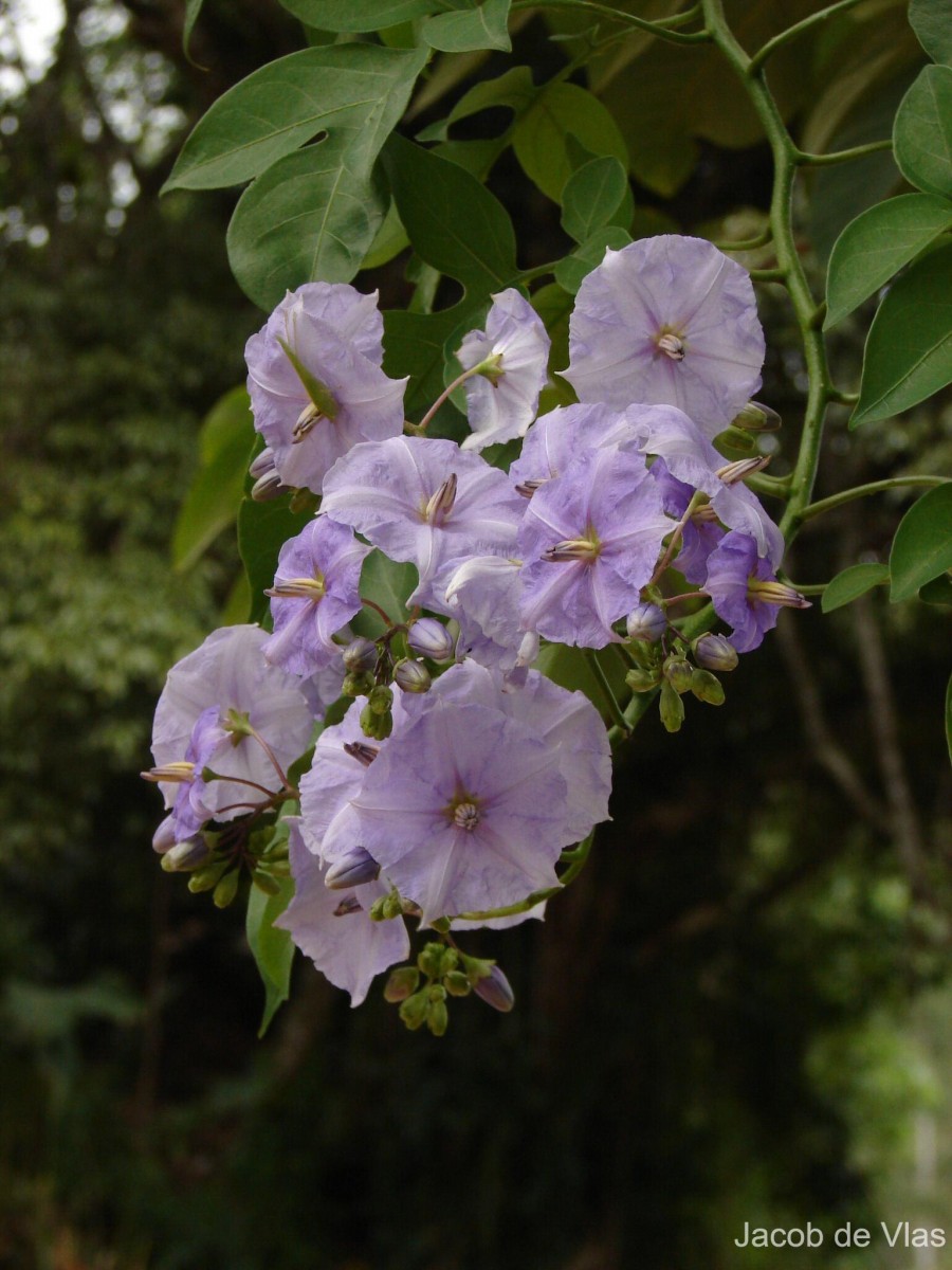 Solanum wendlandii Hook.f.